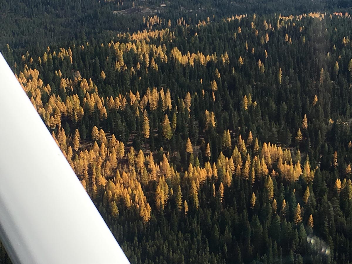 Ponderosa pine trees